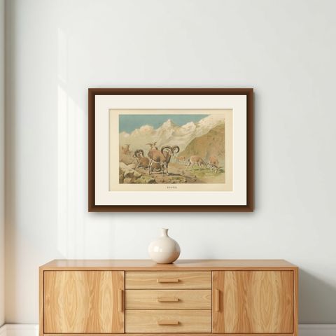 Bharal (Blue Sheep), Antique Himalayan Wildlife Chromolithograph, 1894, shown framed on a wall