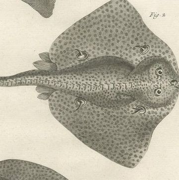 Decorative Set of Three Antique Fish Prints - Ornamental History Prints, ca.1770, close-up 2