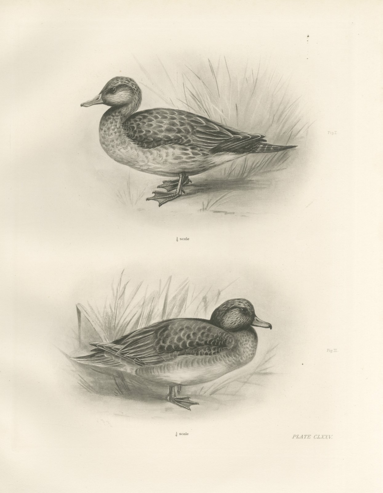 Female Pintail and a Brown Plumaged Duck after Lilian Medland, c. 1909