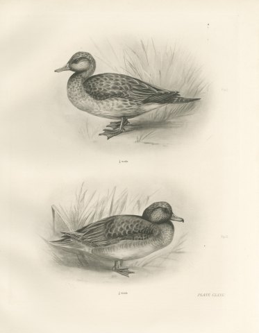 Female Pintail and a Brown Plumaged Duck after Lilian Medland, c. 1909