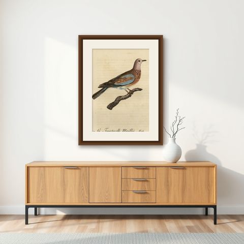 Original Antique Handcolored Bird Print of a Male Laughing Dove, 1803, shown framed on a wall