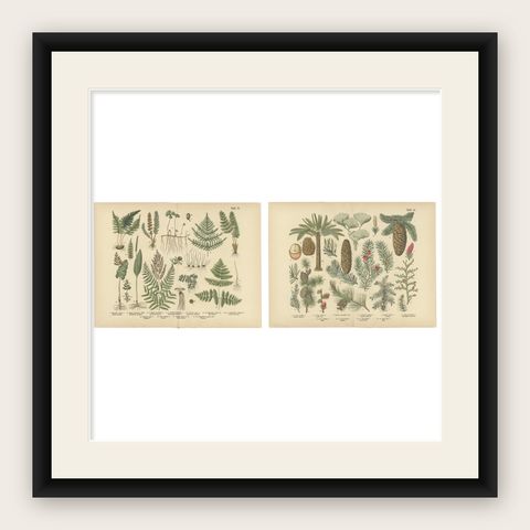 Antique German Botanical Atlas Plates, Tafel 13–14, Ferns & Conifers, 1885, shown framed