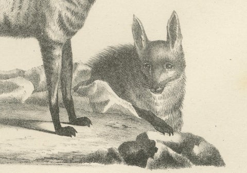 19th-Century Lithograph of the Cape Meerkat and Lalande’s Civet Hyena, close-up 2