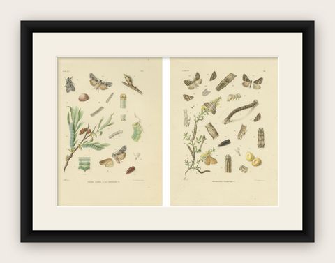 Antique Moth Pair Xylina Lambda Ortholithia by Sepp & Brants - Handcolor, 1905, shown framed