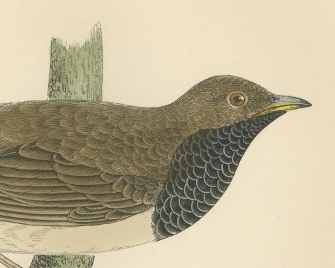 Black Throated Thrush with Leaves, Antique Hand Colored Print, 1896, close-up 1