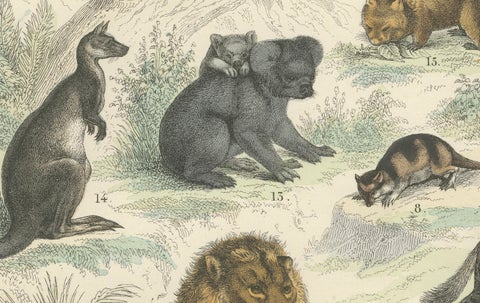Big Cats & Marsupials Print: Lion, Tiger, Kangaroo, Antique 1867, close-up 6