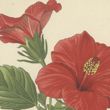 Floral Masterpieces: A Collection of 19th-Century Horticultural Art, 1896, close-up 4