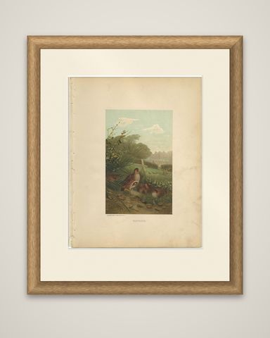 Antique Bird Print of Partridges by Prang, 1898, shown framed