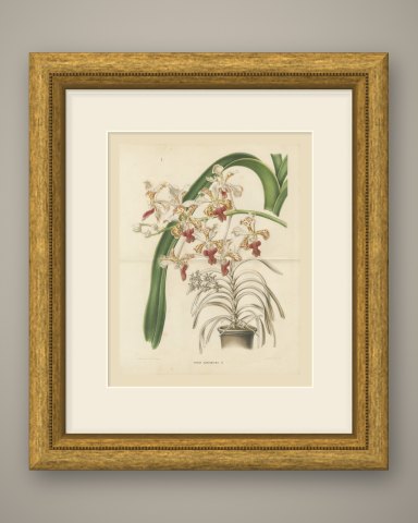 Vanda Suaveolens Orchid in a Pot, Chromolithograph Plate I, 1859, shown framed
