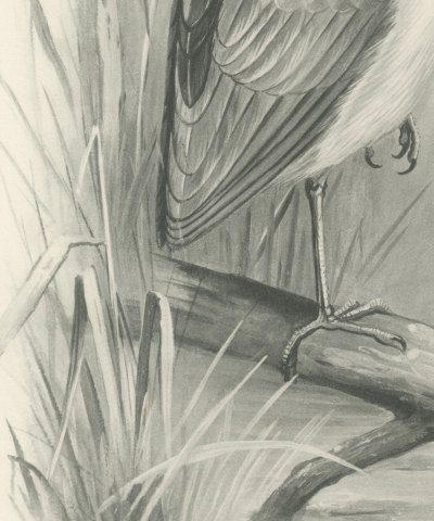 Adult Night Heron on a Fallen Branch, Plate CLII after Lilian Medland, c. 1909, close-up 2