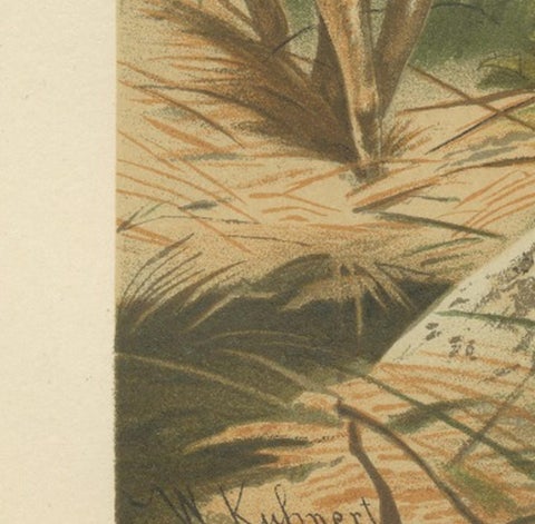 Fallow Deer, Antique European Wildlife Chromolithograph, 1894, view 8