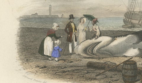 Le Requin (Shark), Hand-Colored Engraving, 1840, close-up 2