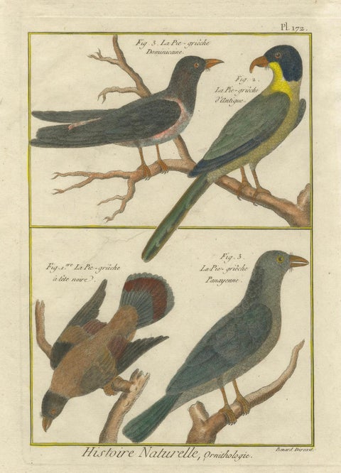 Hand-Colored Engraving of Shrike Species from the Caribbean and Southeast Asia, close-up 3