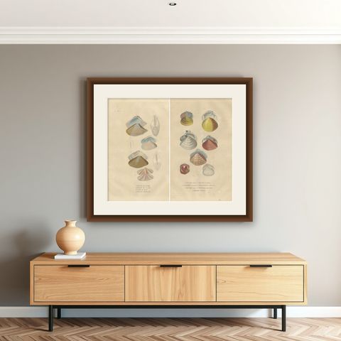 Illustrated Bivalve Shells from 'Dictionnaire Classique des Sciences Naturelles', shown framed on a wall