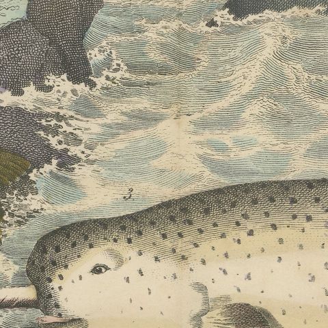 Antique Walrus and Narwhal Print, Arctic Sea Scene with Manatee, circa 1890, close-up 5