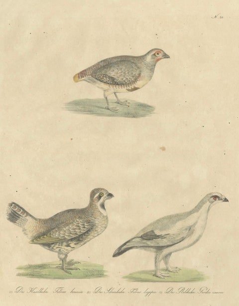 Antique Game Birds Lithograph by Karl Joseph Brodtmann, 1816, close-up 4