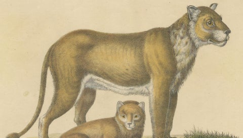 Lioness and Cub, Brodtmann Hand-Colored Natural History Lithograph, 1816, close-up 5