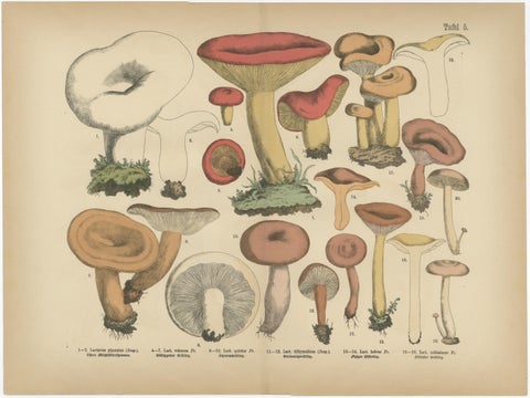 Fly Agaric & Chanterelle Mushrooms, Antique Botanical Lithograph Set, 1885, view 3