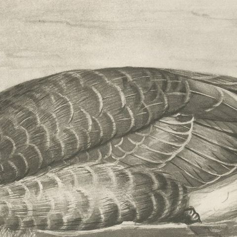 Wild Geese on the Water, Antique Bird Print after Lilian Medland, circa 1909, close-up 2