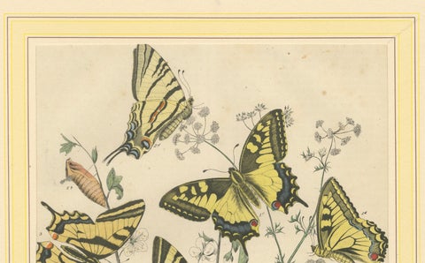 1856 Hand-Colored Lithograph of Swallowtail Butterflies and Caterpillars, close-up 3