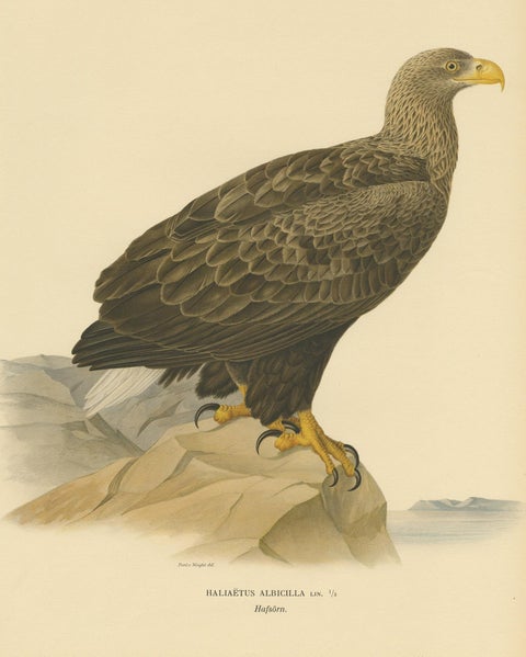 Antique Bird Print of the White-Tailed Eagle, 1917, view 3