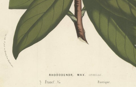 Othello Rhododendron Botanical Illustration by Louis van Houtte, 19th Century, close-up 1
