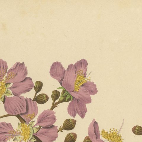 Original Antique Botanical Chromolithograph of Queen's Crape Myrtle, c. 1880, close-up 4