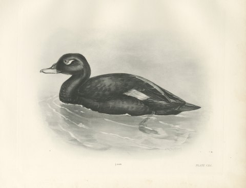 Velvet Scoter Drake Swimming, Plate CXC after Lilian Medland, c. 1909