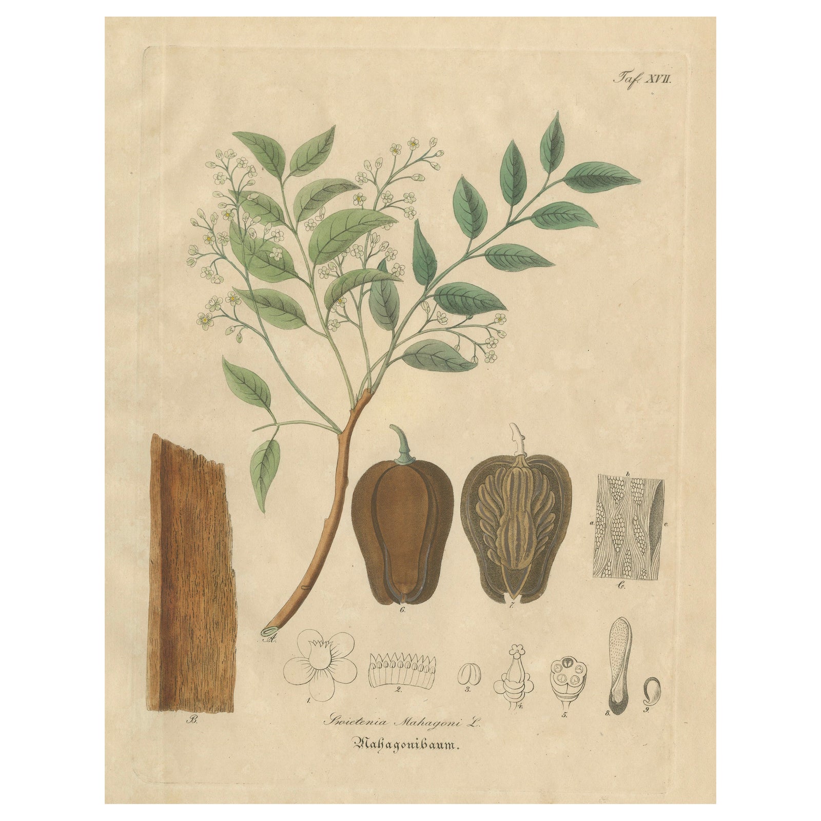 Antique Mahogany Botanical Print, Swietenia Mahagoni, c.1831