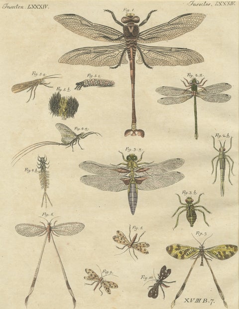 Pair of Antique Dragonfly, Cicada & Exotic Insect Engravings, Bertuch, c.1815, close-up 1
