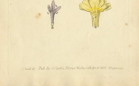 Antique Botanical Engraving of Dyer's Alkanet and Primrose Varieties - 1803, close-up 1