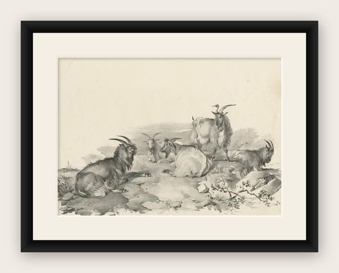 No.4 Antique Print of Goats by Cooper, '1839', shown framed