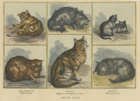 Victorian Prize Cats: Hand-Colored Woodcut Featuring Distinguished Breeds, c1890, close-up 4
