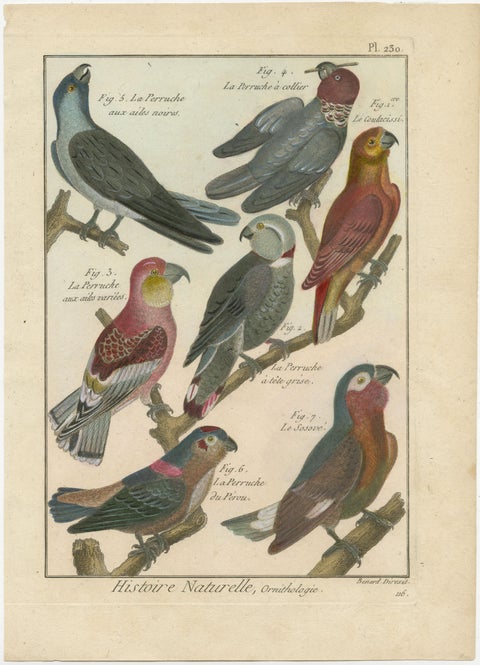 Extremely and Beautifully Hand-Colored, Copper Engraving of 7 Parakeets '1792', view 2