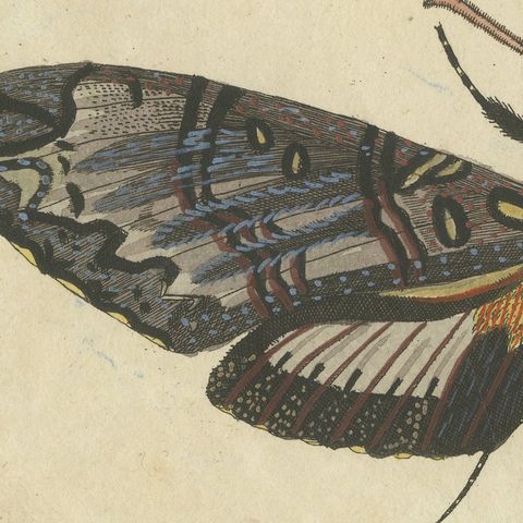 Two Large Exotic Moths, Antique Bertuch Print, circa 1815, close-up 6