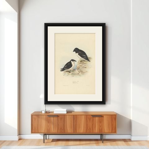 Antique Bird Print of the Little Auk by Gould, 1832, shown framed on a wall
