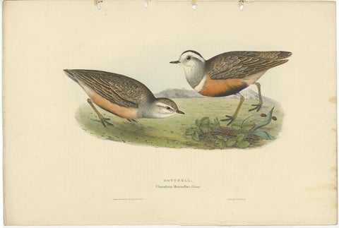 Old Bird Print Depicting the Dotterel Bird by Gould, 1832, view 2