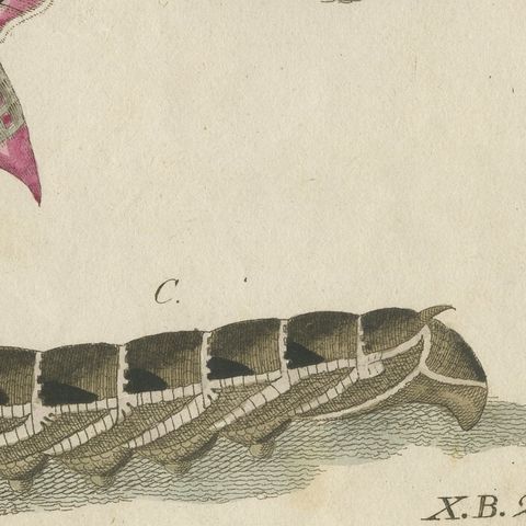 Elephant Hawk Moth and Hawk Moth Caterpillars, Antique Bertuch Print, circa 1805, close-up 6