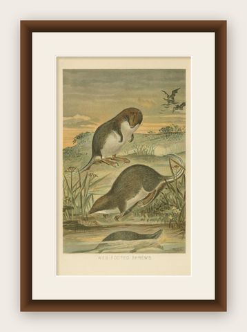 Web-Footed Shrews, Rare Antique Mammal Print, Victorian Zoology 1894, shown framed