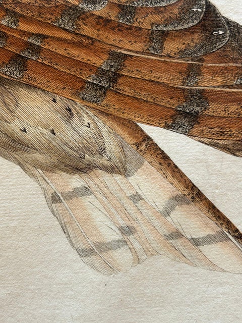 Strix Flammea, Antique Barn Owl Print by Nozeman & Sepp, 1829, view 5