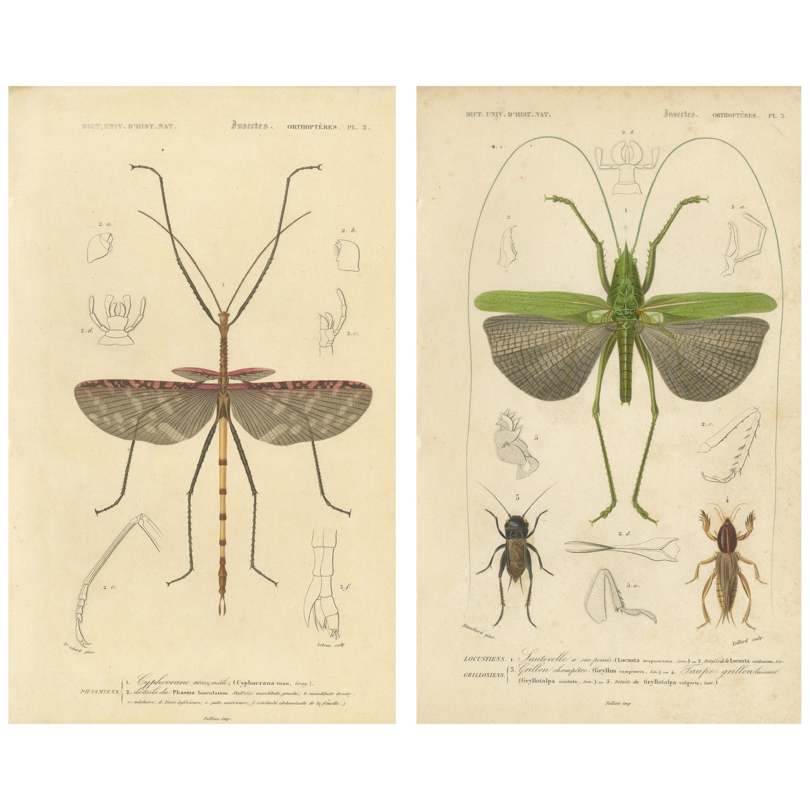Antique Orthoptères Pair, Grasshoppers & Locusts, Elegant French Prints, 1800