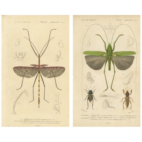 Antique Orthoptères Pair, Grasshoppers & Locusts, Elegant French Prints, 1800