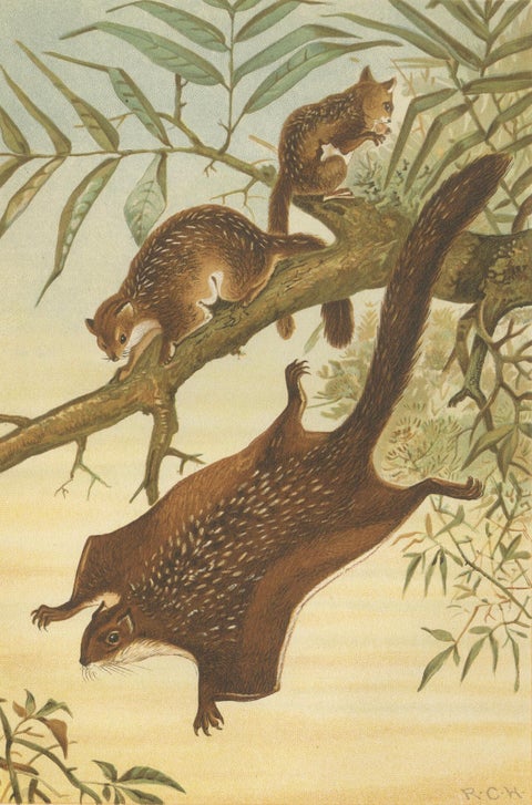 Woodland Animal Print, Victorian Flying Squirrel Illustration, Soft Green, 1894, close-up 2