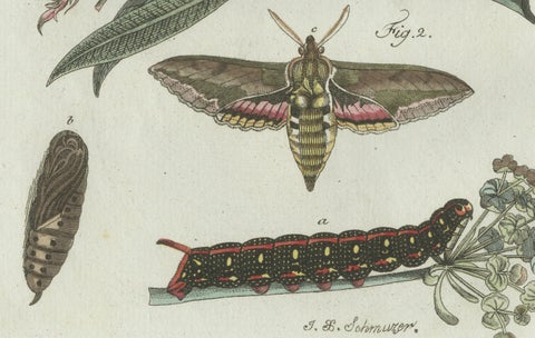 Original Antique Print of Exotic Moths and Caterpillars by Bertuch, c. 1800, close-up 1