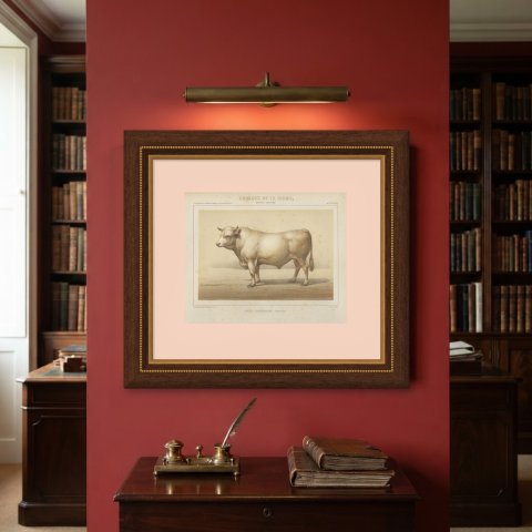 Charolais Bull, French Cattle Breed, Antique Chromolithograph by Borie, 1863, shown framed on a wall