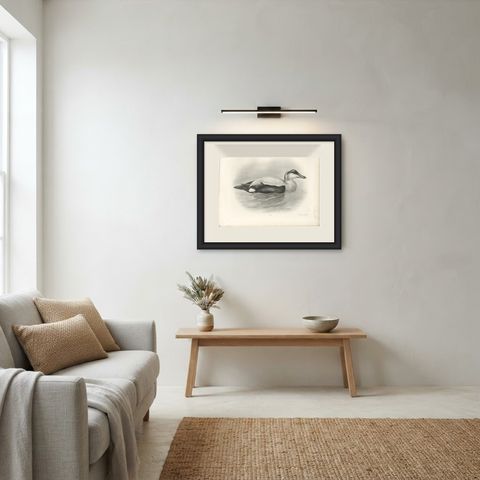 Eider, Antique Bird Print after Lilian Medland, circa 1909, shown framed in a room