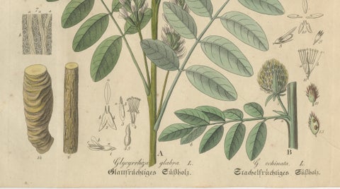 Antique Liquorice Botanical Print, Glycyrrhiza Glabra & Echinata, c.1831, close-up 4