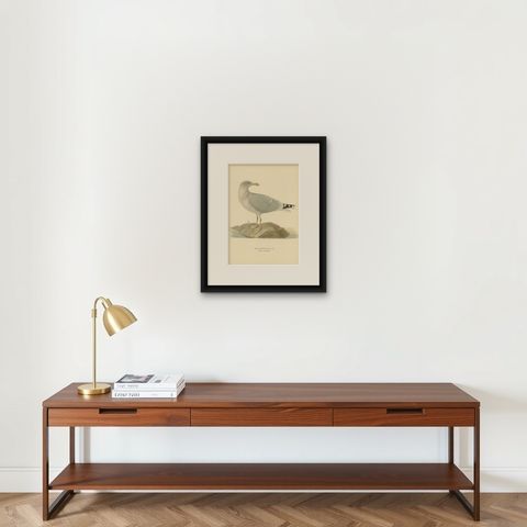 Antique Bird Print of the European Herring Gull 'Winter', 1929, shown framed on a wall