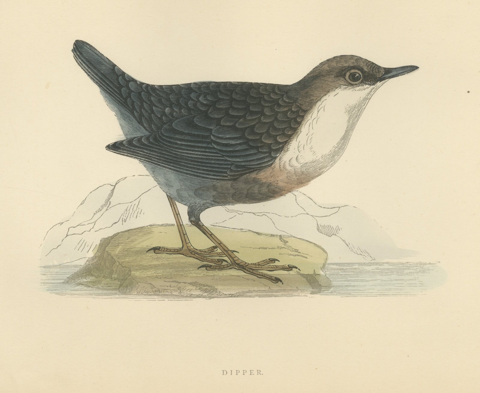 Dipper on a Rock at the Water's Edge, Antique Bird Print, Morris, 1896