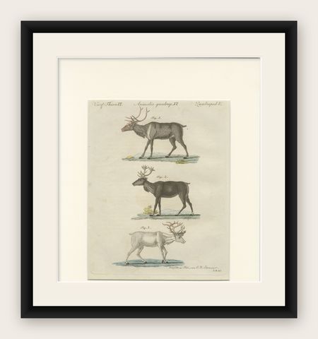 Antique Reindeer & Northern Deer Engraving, Bertuch, c. 1792, shown framed